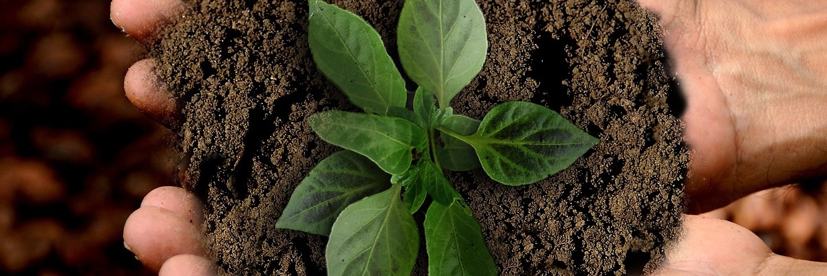 Wachsende Pflanze als Symbol für Nachhaltigkeit